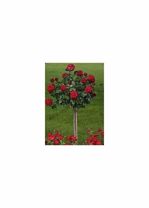 Růže červená na kmínku 90/110 cm, v květináči Rosa